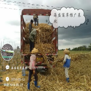 海盛菌草种植基地|巨菌草|巨菌草种苗 