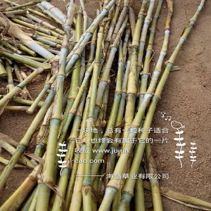 巨菌草基地|菌草沼气|巨菌草种苗 
