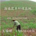 巨菌草基地|菌草沼气|巨菌草种苗 