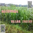 巨菌草饲草|菌草沼气|巨菌草种苗 