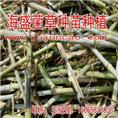 巨菌草饲草--巨菌草基地-巨菌草种苗 