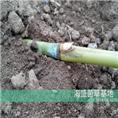 巨菌草基地|菌草沼气|巨菌草种苗 