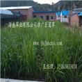 巨菌草基地|菌草沼气|巨菌草种苗 
