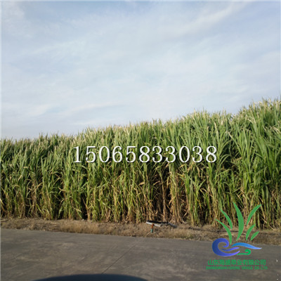 山东巨菌草前景#临沂巨菌草用途 