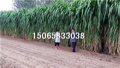 山东巨菌草批发