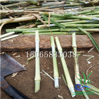 哪里有巨菌草卖？山东巨菌草基地 