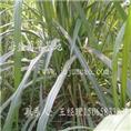 海盛菌草种植基地|巨菌草|巨菌草种苗 