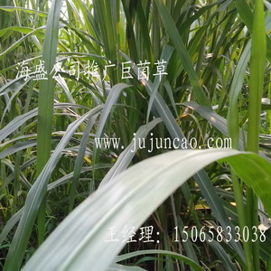 巨菌草基地|菌草沼气|巨菌草种苗 
