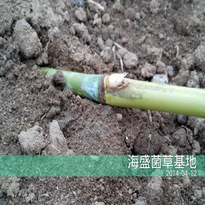 巨菌草基地|菌草沼气|巨菌草种苗 