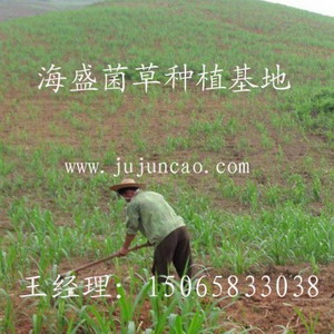巨菌草基地|菌草沼气|巨菌草种苗 