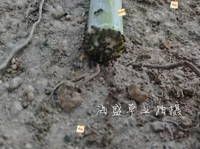 种植巨菌草 