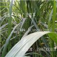 巨菌草基地|菌草沼气|巨菌草种苗 