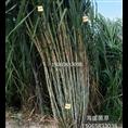 巨菌草￥巨菌草种植 