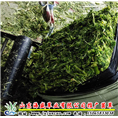 巨菌草基地专业出售：山东巨菌草 