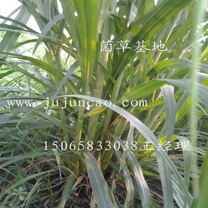 海盛菌草种植基地|巨菌草|巨菌草种苗 