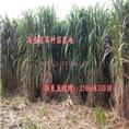 海盛菌草种植基地|巨菌草|巨菌草种苗 