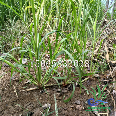 山东巨菌草种苗种植基地 