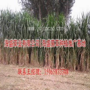 海盛菌草种植基地|巨菌草|巨菌草种苗 