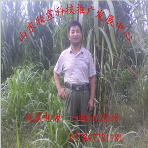巨菌草基地|菌草沼气|巨菌草种苗 
