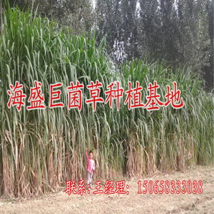 巨菌草基地|菌草沼气|巨菌草种苗 