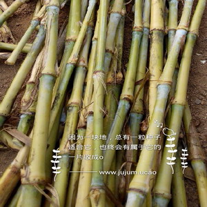 海盛菌草种植基地|巨菌草|巨菌草种苗 