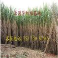 海盛菌草种植基地|巨菌草|巨菌草种苗 