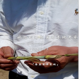 巨菌草基地|菌草沼气|巨菌草种苗 