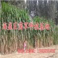 巨菌草基地|菌草沼气|巨菌草种苗 