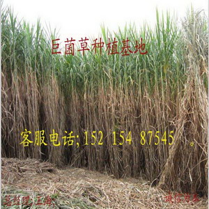 海盛菌草种植基地|巨菌草|巨菌草种苗 