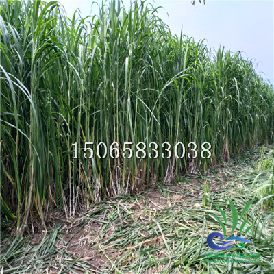 巨菌草前景#巨菌草用途