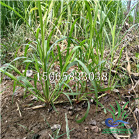 山东巨菌草种苗种植基地 