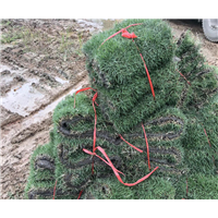 会引起草坪的灼伤