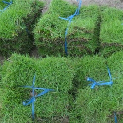 福建-福州草坪基地%哪里有草皮？ 
