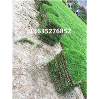 马尼拉草皮基地 