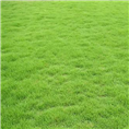 福州草坪基地 