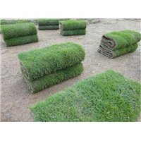 福州马尼拉草坪%福州苗木基地7 