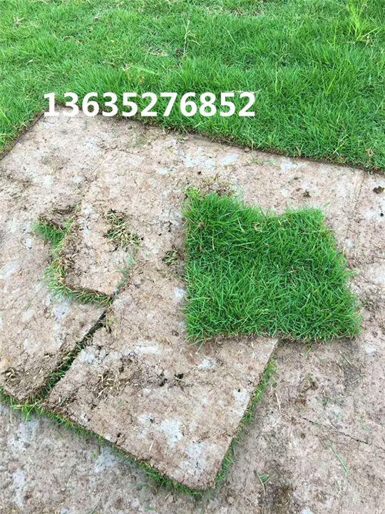 福州草皮基地——福州马尼拉草皮销售 