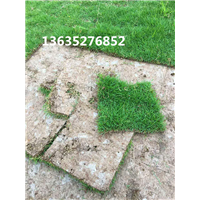 福州草皮基地——福州马尼拉草皮销售 