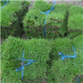 福建-福州草坪基地%哪里有草皮？ 