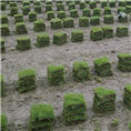 福建-福州草坪基地#哪里有草皮？ 