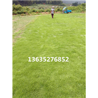 马尼拉草皮销售 
