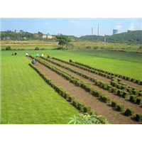 福州草坪--福州苗木基地-福州马尼拉草12 