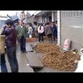 昭通天麻@昭通天麻批发市场 