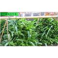广西皇竹草种苗供应——柳州皇竹草批发商 
