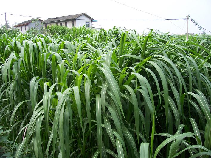 福建皇竹草-供应皇竹草-福建皇竹草种植 