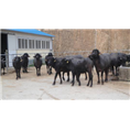 广东摩拉水牛小牛养殖基地 
