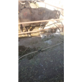 桂林摩拉水牛养殖场/广西摩拉水牛小牛销售 