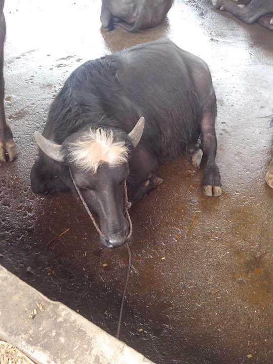 广东摩拉水牛；摩拉水牛养殖；摩拉水牛批发 