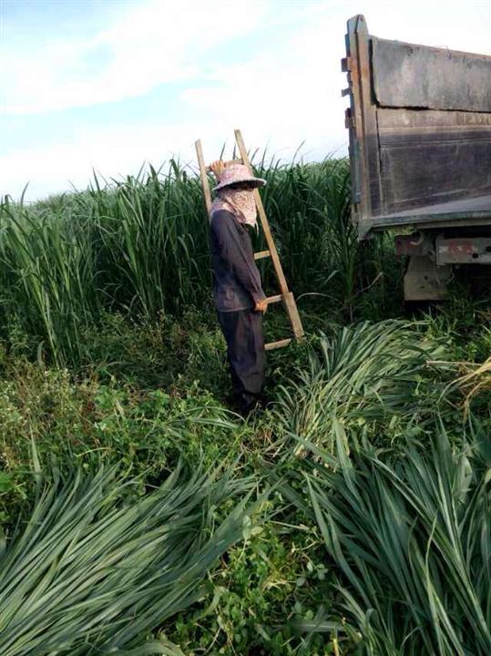 广西皇竹草种植基地；优质皇竹草种苗批发 