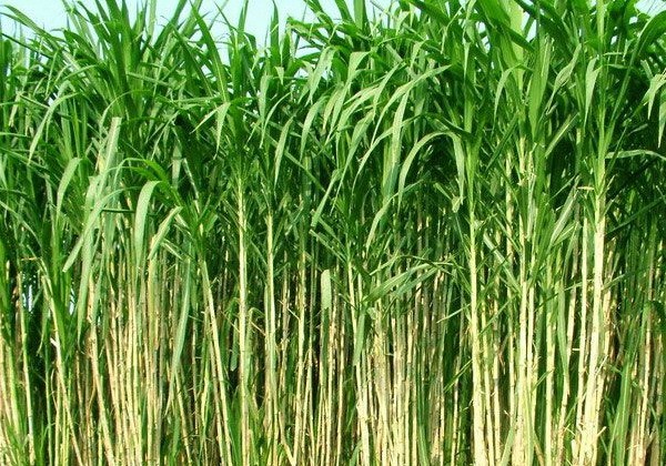 福建皇竹草，皇竹草种植，福建皇竹草种苗 